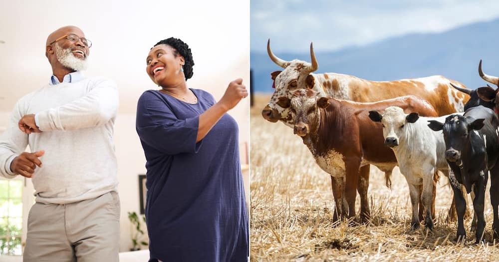 Man surprises in laws with cows for lobola