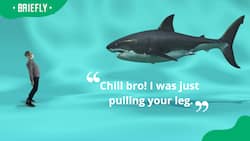 65+ funny shark jokes and puns to make you fintertained