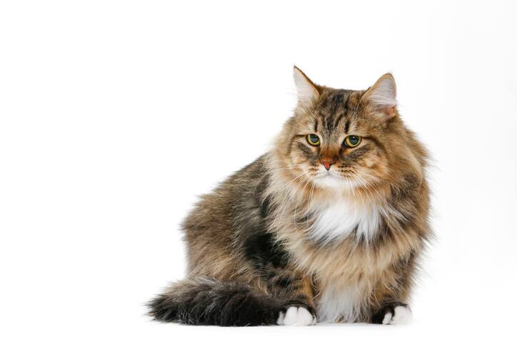 A Siberian forest cat on a white background