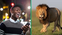 "Who relaxed Simba's hair?": Mzansi roars with laughter over lion's mane in wildlife video