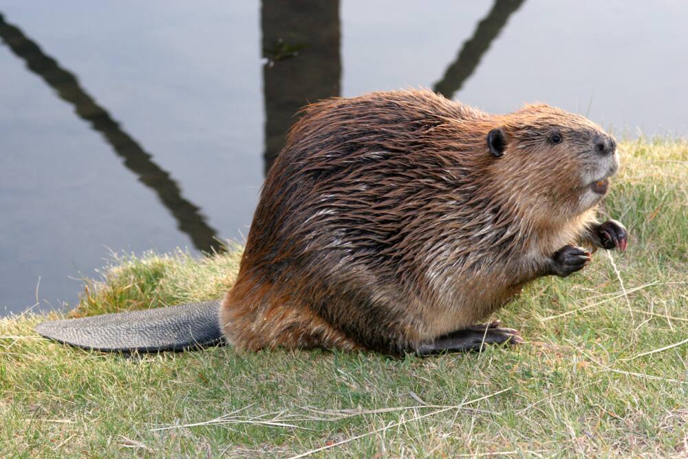 The North American Beaver begging