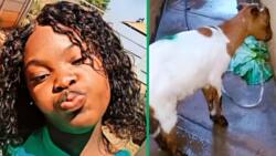 TikTok video of stressed-out goat sparks hilarious reactions from Mzansi people
