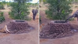 Powerful elephant triumphs over lioness in unexpected water fight at game reserve