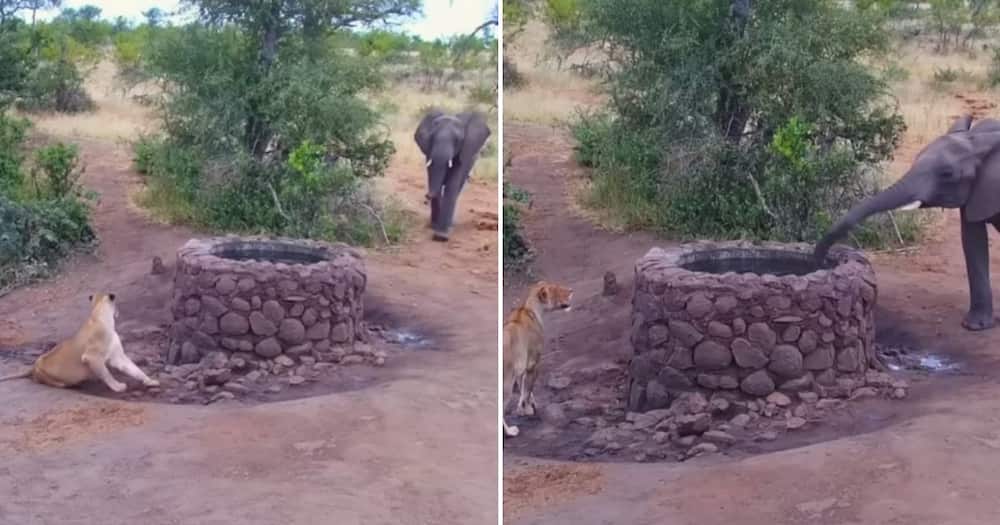 Latest Sightings Elephant versus Lion