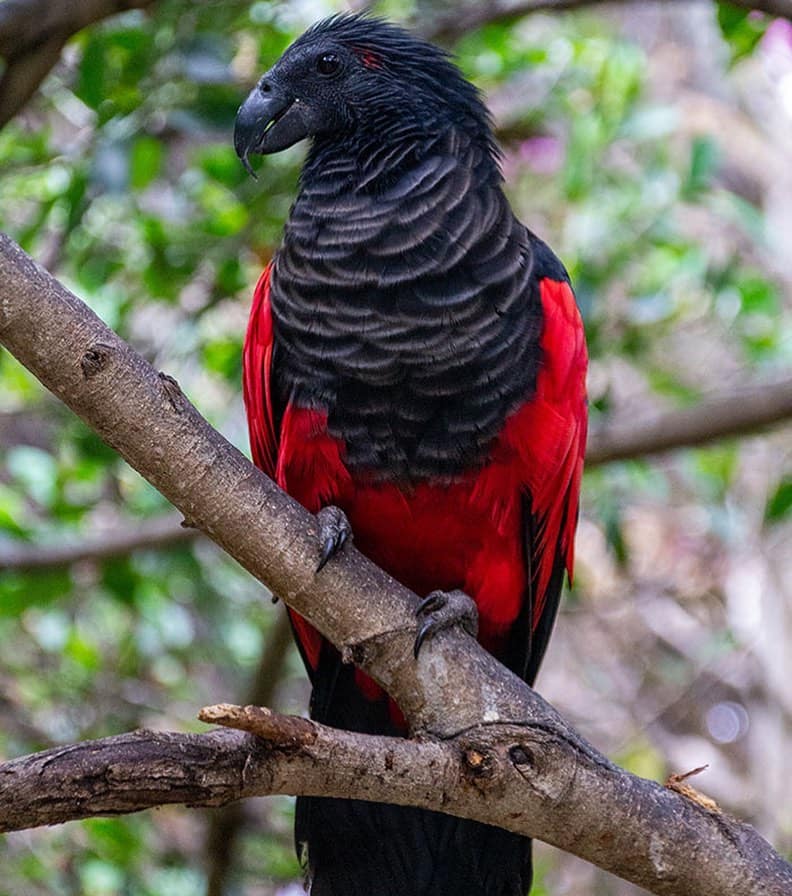 Dracula parrot wingspan