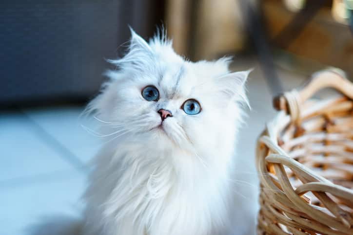A close-up portrait of a blue-eyed Persian cat
