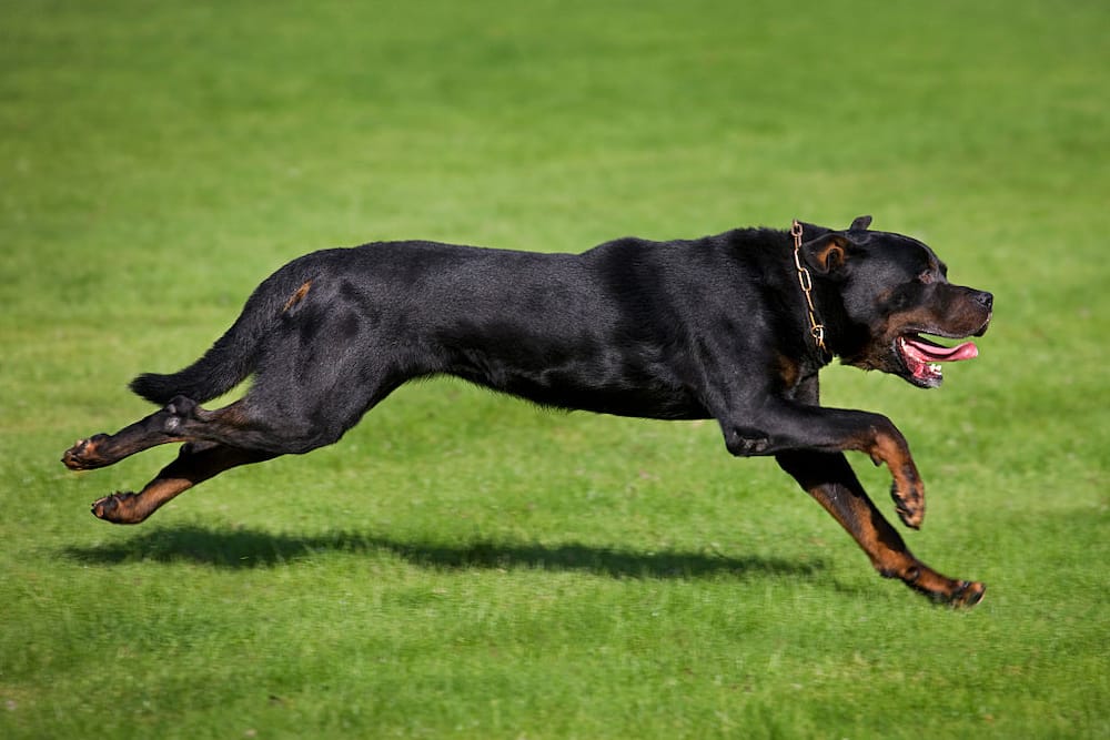 Here are 10 most illegal dog breeds in the world