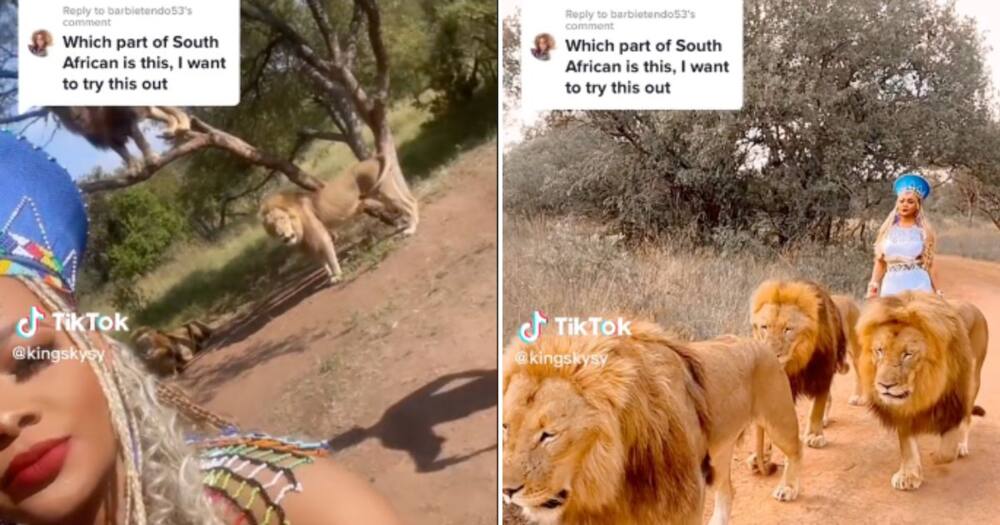Beautiful Johannesburg Woman Walks With Lions in Traditional attire At Ukuthula Lodge And Goes TikTok Viral