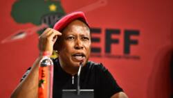 ANCYL labels Julius Malema a 'scoundrel' and 'a rat looking for cheese'
