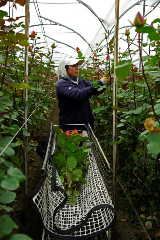 Rose exports are Ecuador's fourt-biggest income generator
