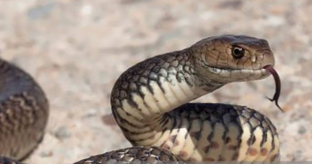 Toddler bites snake to death