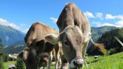 Farm quarantined: Foot-and-mouth disease threat hits North West province