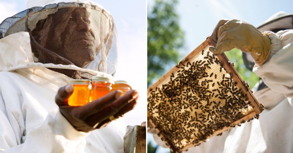 Beekeeper harvests honey from his beehive