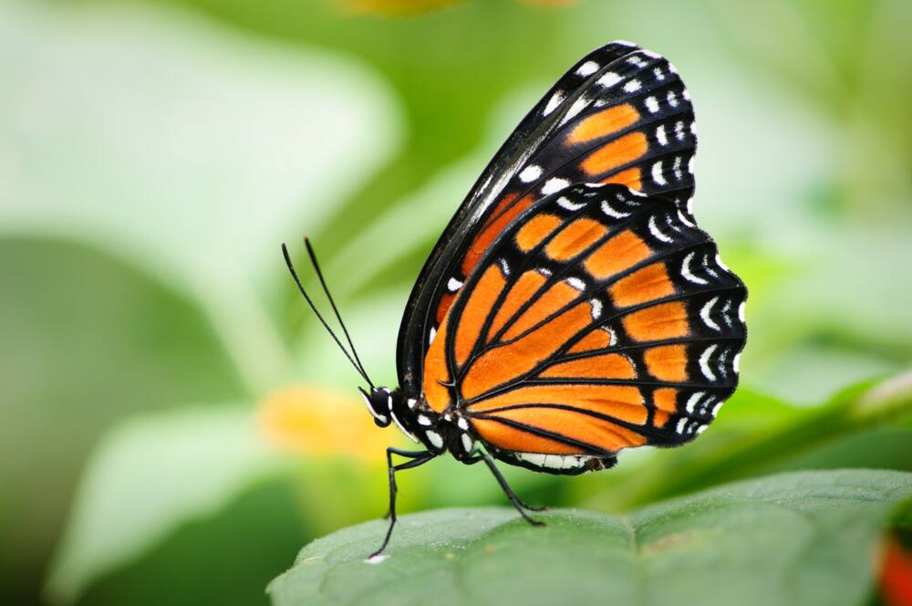 Viceroy butterfly standing on a leaf