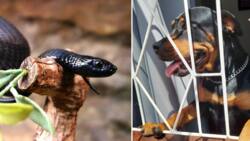 Snake rescuer Nick Evans helps KwaZulu-Natal resident: "Never let your dog out to kill a snake for you"