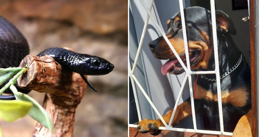 Snake Rescuer Nick Evans Helps KwaZulu-Natal Resident: "Never let your dog out to kill a snake for you"