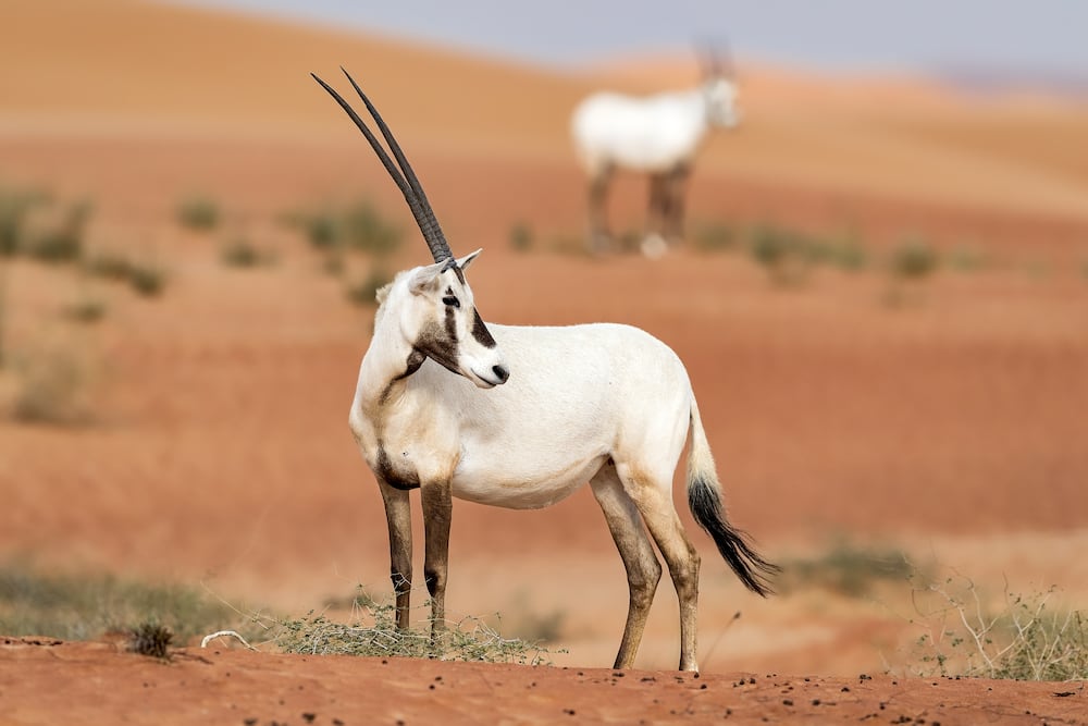 A white Arabian oryx