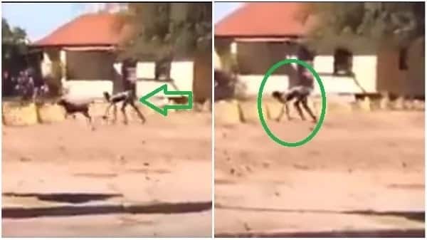 Half human half dog filmed in Limpopo, South Africa